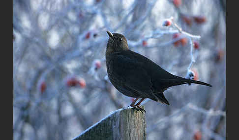 Amsel (Turdus merula)