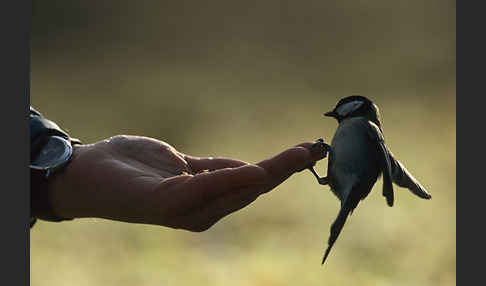 Kohlmeise (Parus major)