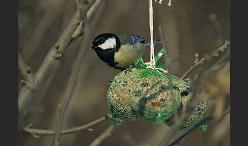 Kohlmeise (Parus major)