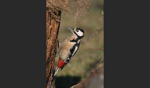 Buntspecht (Dendrocopos major)