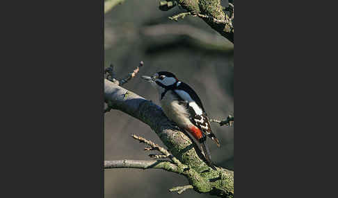 Buntspecht (Dendrocopos major)