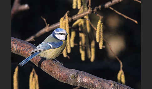 Blaumeise (Parus caeruleus)