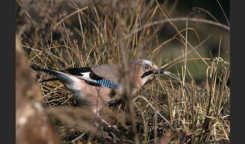 Eichelhäher (Garrulus glandarius)