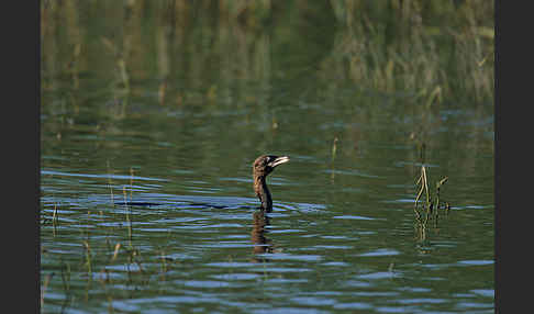 Zwergscharbe (Phalacrocorax pygmeus)