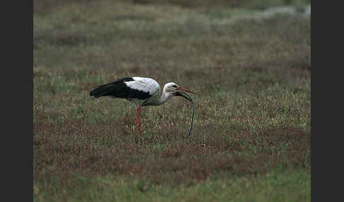 Weißstorch (Ciconia ciconia)