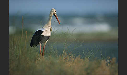 Weißstorch (Ciconia ciconia)