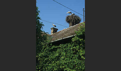 Weißstorch (Ciconia ciconia)