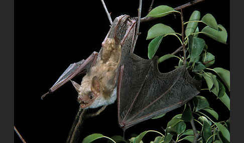 Kleines Mausohr (Myotis blythi)