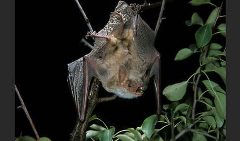 Kleines Mausohr (Myotis blythi)