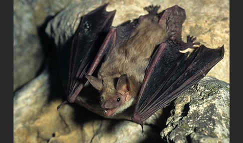 Kleines Mausohr (Myotis blythi)