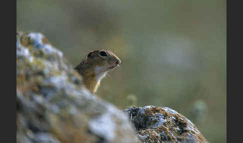 Gemeines Ziesel (Citellus citellus)