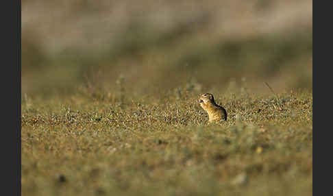 Gemeines Ziesel (Citellus citellus)