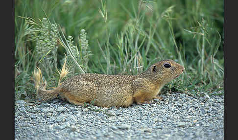 Gemeines Ziesel (Citellus citellus)