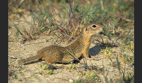 Gemeines Ziesel (Citellus citellus)