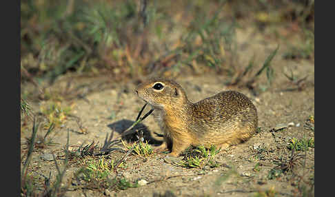 Gemeines Ziesel (Citellus citellus)