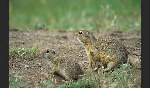 Gemeines Ziesel (Citellus citellus)