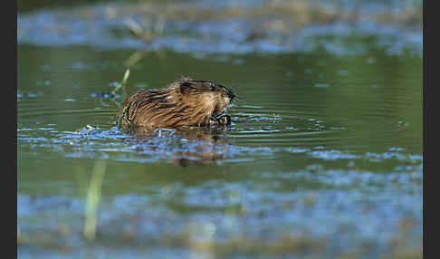 Bisamratte (Ondatra zibethicus)