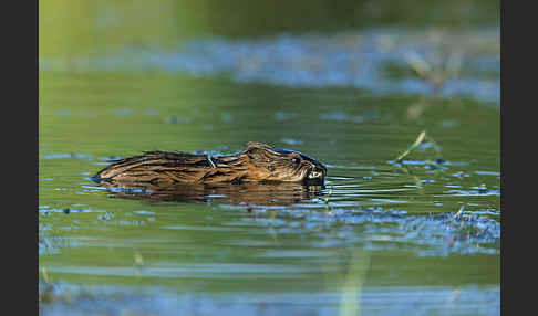 Bisamratte (Ondatra zibethicus)