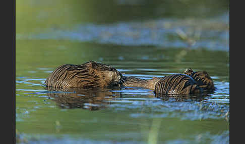 Bisamratte (Ondatra zibethicus)