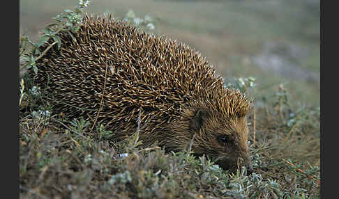 Igel (Erinaceus europaeus)