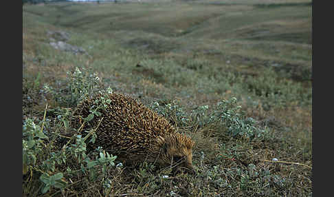 Igel (Erinaceus europaeus)