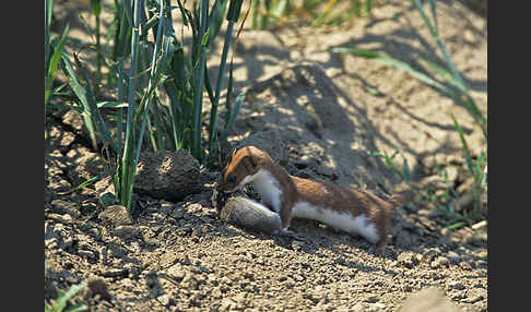 Mauswiesel (Mustela nivalis)