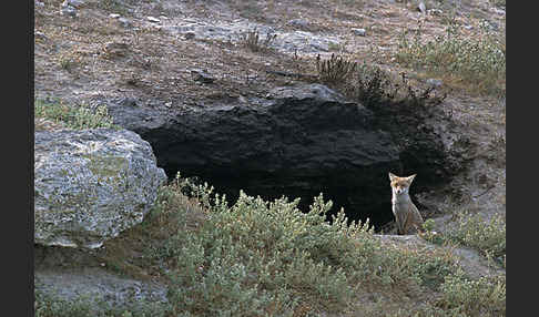 Rotfuchs (Vulpes vulpes)