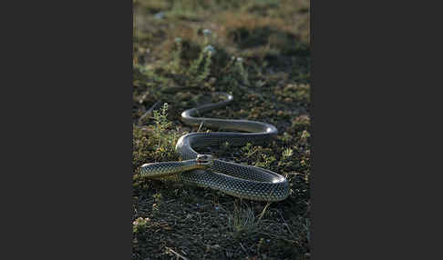 Kaspische Zornnatter (Dolichophis caspius)