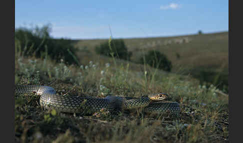 Kaspische Zornnatter (Dolichophis caspius)