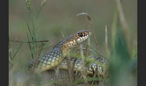 Kaspische Zornnatter (Dolichophis caspius)