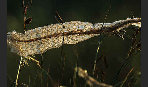 Kaspische Zornnatter (Dolichophis caspius)