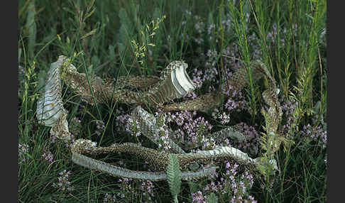 Kaspische Zornnatter (Dolichophis caspius)