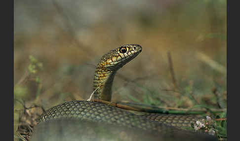 Kaspische Zornnatter (Dolichophis caspius)