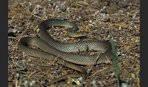 Kaspische Zornnatter (Dolichophis caspius)