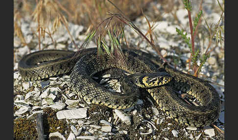 Streifenringelnatter (Natrix natrix persa)