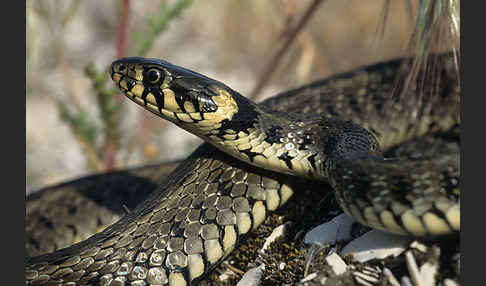 Streifenringelnatter (Natrix natrix persa)