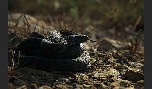 Würfelnatter (Natrix tesselata)