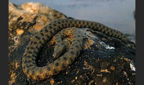 Würfelnatter (Natrix tesselata)