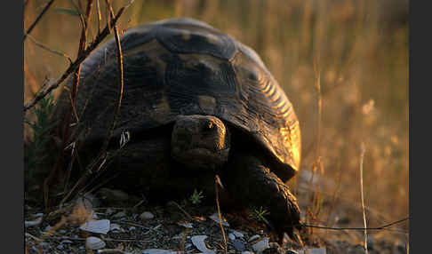 Maurische Landschildkröte (Testudo graeca)