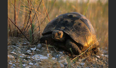 Maurische Landschildkröte (Testudo graeca)