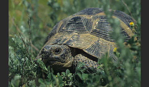 Maurische Landschildkröte (Testudo graeca)