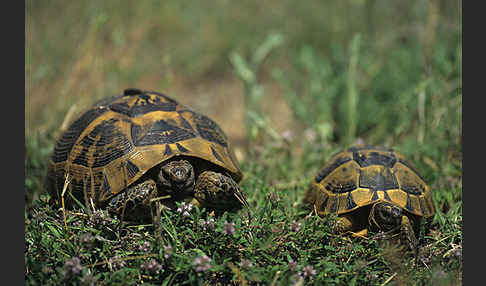 Maurische Landschildkröte (Testudo graeca)