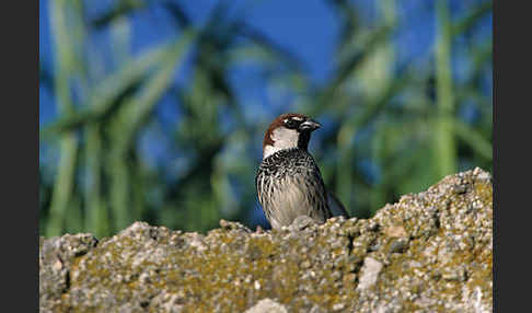 Weidensperling (Passer hispaniolensis)