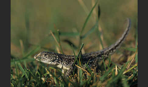 Steppenrenner (Eremias arguta deserti)