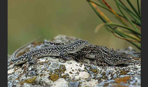 Steppenrenner (Eremias arguta deserti)