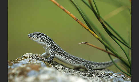 Steppenrenner (Eremias arguta deserti)