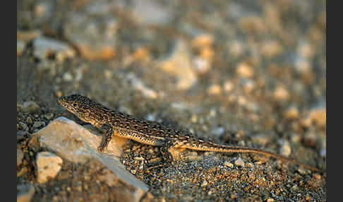 Steppenrenner (Eremias arguta deserti)