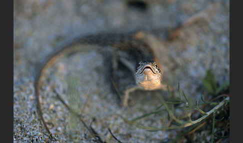 Steppenrenner (Eremias arguta deserti)