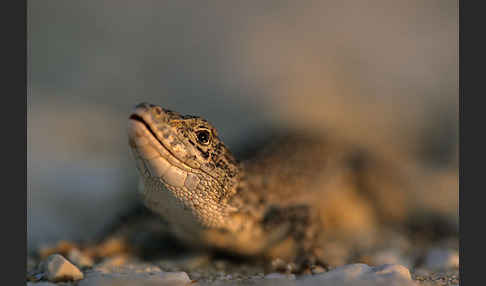 Steppenrenner (Eremias arguta deserti)