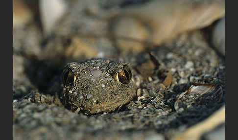 Syrische Schaufelkröte (Pelobates syriacus)